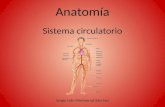 Anatomía esencial humana: Sistema circulatorio
