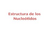 Estructuras de los nucleótidos