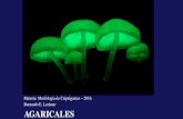 Agaricales (introducción citep)