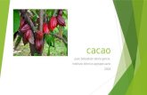 Cacao en colombia