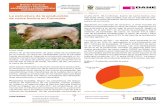 La estructura de la producción de carne bovina en Colombia