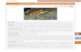 Fichas de especies peligrosas invasoras de anfibios y reptiles