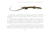 Reptiles se clasifican en lagartos (saurios), cocodrilos, serpientes ...