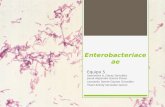 Enterobacteriaceae y Escherichia coli