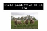 Ciclo productivo de la lana-
