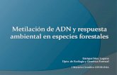 Metilación de DNA y respuesta adaptativa en especies forestales. E ...