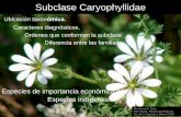 Clase: Caryophyllidae (Presentación Teórica 2016)
