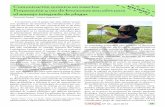 Comunicación química en insectos: Preparación y uso de ...