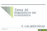 Tema 14c Reguladores del Crecimiento. Giberelinas.pdf