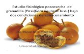 Estudio fisiológico poscosecha de granadilla (Passiflora liguraris ...