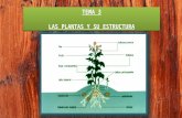 Las plantas y su estructura - Anatomia de la raíz