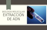 extracción de ADN