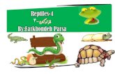 Reptiles 4