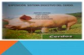 Exposicion  sistema digestivo del cerdo (1).