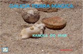 Galicia terra magica karola do mar (nx power-lite)