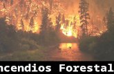 Incendios Forestales en Ecuador
