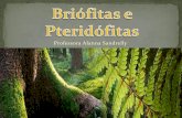 Briófitas e pteridófitas