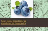 Perú, tercer exportador de arándanos de sudamérica 1