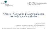 Artrosis: activación de autofagia para prevenir el daño articular