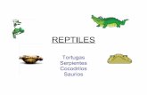 14 reptiles