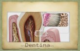 Histología de la dentina