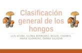Clasificación general de los hongos