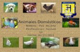 Paz animales domesticos