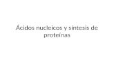 ácidos nucleicos y síntesis de proteínas