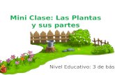 Mini clase Las Plantas