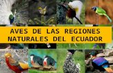 Aves costaactual