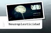 Neurociencia neuroplasticidad