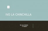 "Ivo la Chinchilla"