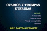 OVARIOS Y TROMAPAS UTERINAS ANATOMIA.