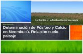 FCTA-UNP: Determinación de Fósforo y Calcio en Ñeembucú. Relación suelo-paisaje