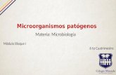 Microorganismos patogenos