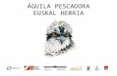 AGUILA PESCADORA- OSPREYS