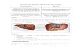Anatomía del hígado y vías biliares.