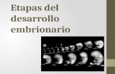 1 etapas del desarrollo embrionario