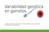 Variabilidad genética en gametos