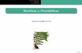 Reino Plantae - Briófitas e pteridófitas