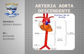 Arteria aorta descendente