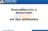 Reproduccion y desarrollo en los animales
