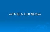Proba africa curiosa