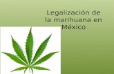 Legalización de la marihuana en méxico