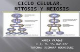 Ciclo celular: mitosis y meiosis