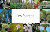 Presentació plantes