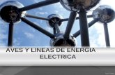 Aves y lineas electricas