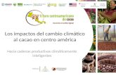 Los impactos del cambio climático al cacao en Centro América