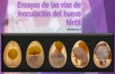Ensayos de las vias de inoculación del huevo fértil