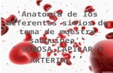 Anatomia de extraccion de sangre.